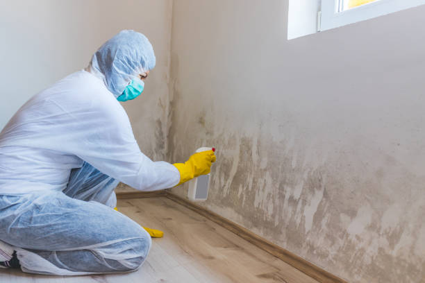 Crawl Space Mold Removal in Bayonet Point, FL